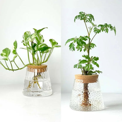 Royelux Hydroponic Glass Plant Vase with Wooden Base