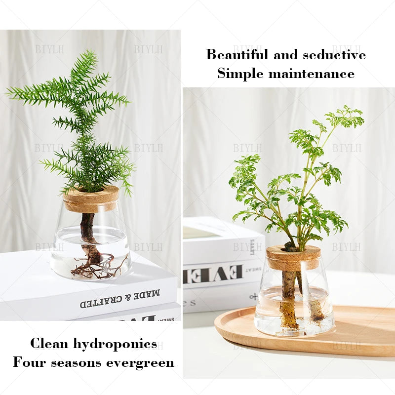 Royelux Hydroponic Glass Plant Vase with Wooden Base