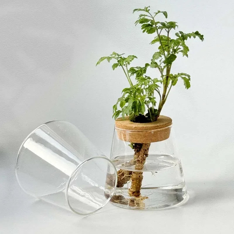 Royelux Hydroponic Glass Plant Vase with Wooden Base