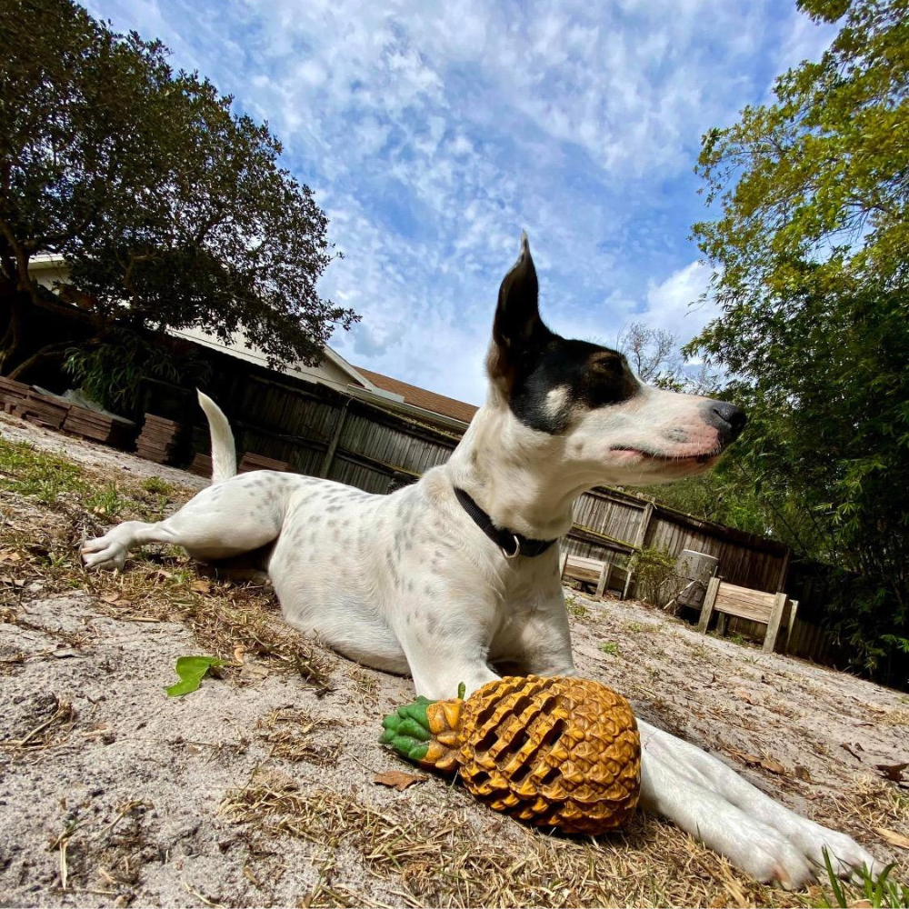 Pawellure Indestructible Pineapple Dog Chew Toy with Treat Dispenser for Aggressive Chewers