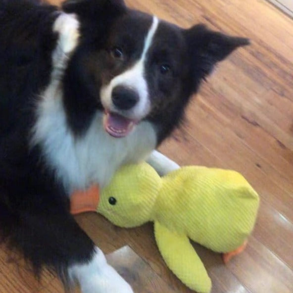 Furora Quack-Quack Calming Duck Dog Toy - Durable, Interactive Plush for All Breeds